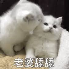 cara daftar slot wwg Bai Suzhen dan kucing Feifei mengikuti Su Yang dan menyelam